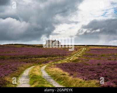 Eine alte Schießhütte in weiter Ferne, die im Sommer über die offene Moorlandschaft mit leuchtendem violettem Heidekraut und einem Farmpfad blickt Stockfoto