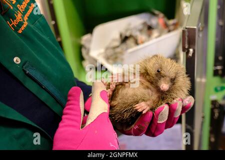 Yate, South Glos, Großbritannien. September 2021. Dieses Schwein wird wegen seiner Pigmentierung Wombat genannt. Der Herbst birgt Risiken für die beliebtesten Säugetiere Großbritanniens. Ihre Bevölkerung nimmt ab, die Risiken durch Gartenfeuern, sorglose Gartenhunde und Winterschlaf bei Untergewicht tragen zu ihrer Notlage bei. Glücklicherweise sind Freiwillige im ganzen Land bereit zu helfen; Hedgehog Rescue ist ein freiwilliges Krankenhaus in South Glos, das von Yvonne Cox betrieben wird. Das Krankenhaus nimmt kranke und verletzte Igel auf, säugt sie zurück zur Gesundheit und lässt sie dann wieder in die Wildnis frei. Leider sehen sie im Herbst b einen Anstieg der Aufnahmezahlen Stockfoto