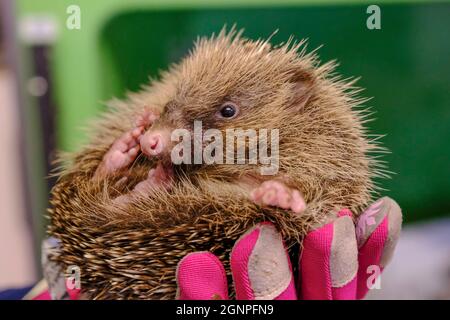 Yate, South Glos, Großbritannien. September 2021. Dieses Schwein wird wegen seiner Pigmentierung Wombat genannt. Der Herbst birgt Risiken für die beliebtesten Säugetiere Großbritanniens. Ihre Bevölkerung nimmt ab, die Risiken durch Gartenfeuern, sorglose Gartenhunde und Winterschlaf bei Untergewicht tragen zu ihrer Notlage bei. Glücklicherweise sind Freiwillige im ganzen Land bereit zu helfen; Hedgehog Rescue ist ein freiwilliges Krankenhaus in South Glos, das von Yvonne Cox betrieben wird. Das Krankenhaus nimmt kranke und verletzte Igel auf, säugt sie zurück zur Gesundheit und lässt sie dann wieder in die Wildnis frei. Leider sehen sie im Herbst b einen Anstieg der Aufnahmezahlen Stockfoto