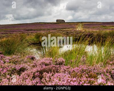 Eine alte Schießhütte in weiter Ferne, die im Sommer über die offene Moorlandschaft mit leuchtendem violettem Heidekraut und einem Farmpfad blickt Stockfoto