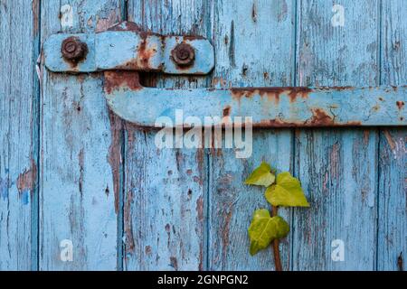 Ivy, Hedera, wächst an alten Scheunentüren, Schottland, Großbritannien Stockfoto