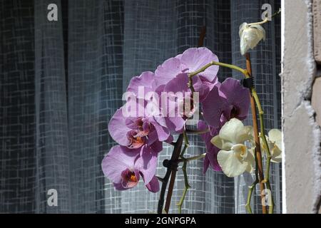 Schöne Orchideen im Fenster des Hauses. Stockfoto