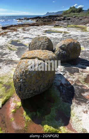 Mit Blattsalaten bedeckte, eiszeitliche, unregelmäßige Granitfelsen auf Sandsteinfelsen, Pirate's Cove, Merkland Point, Isle of Arran, North Ayrshire, Schottland, Stockfoto