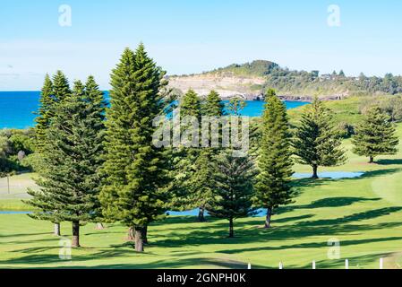 Das üppige Grün des Mona Vale Golf Course an Sydneys Northern Beaches Region in New South Wales, Australien mit einem Hain von Araucaria heterophylla Stockfoto