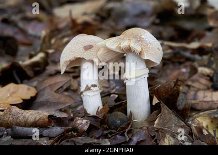 Essbarer Pilz Cortinarius caperatus im Buchenwald. Bekannt als Ziegenhut. Zwei Wildpilze wachsen in den Blättern. Stockfoto