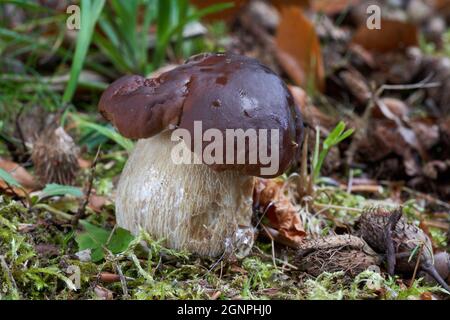 Essbarer Pilz Boletus edulis im Buchenfichtenwald. Bekannt als cep, Penny Bun, Porcino oder Porcini. Wilder Bolete-Pilz wächst im Moos. Stockfoto