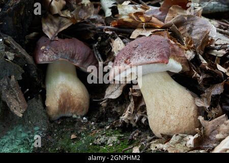 Essbarer Pilz Boletus pinophilus im Buchenwald. Bekannt als Kiefernbolete oder Kiefernholzbolete. Zwei wilde Bolete-Pilze wachsen in den Blättern. Stockfoto