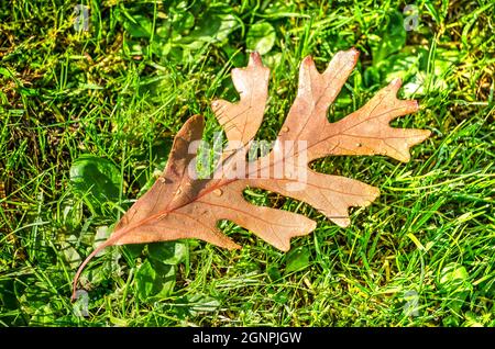 Braune Eichenblätter mit Tau-Tropfen auf einem Rasen an einem sonnigen Herbsttag Stockfoto