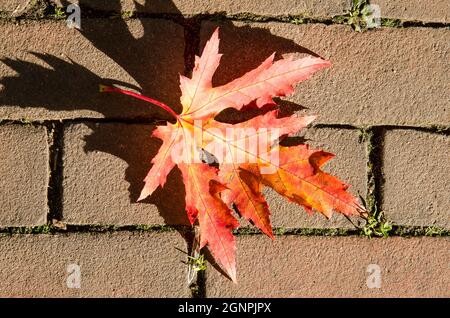 Rotes Ahornblatt auf dunkelbraunen Pflastersteinen an einem sonnigen Herbsttag Stockfoto