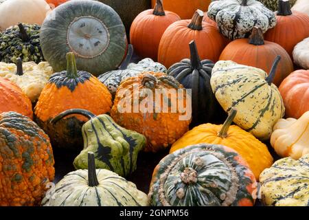 Verschiedene Kürbisse im Herbst fast uo Vollformat als Hintergrund Stockfoto