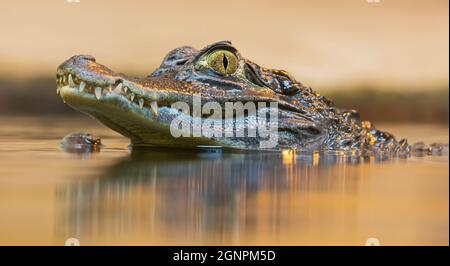 Porträtansicht eines getaktelten Caiman (Caiman crocodilus) Stockfoto