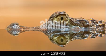 Seitliche Nahaufnahme eines Spectacled Caiman (Caiman crocodilus) Stockfoto