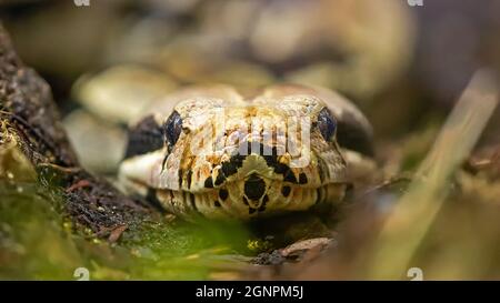 Frontale Nahaufnahme einer königlichen Python (Python regius) Stockfoto