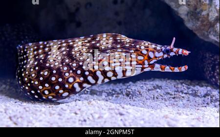 Nahaufnahme einer Drachenmoräne ((Enchelycore pardalis) Stockfoto