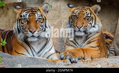 Porträtansicht des Sumatratigers (Panthera tigris sumatrae) - Mutter und Junges Stockfoto
