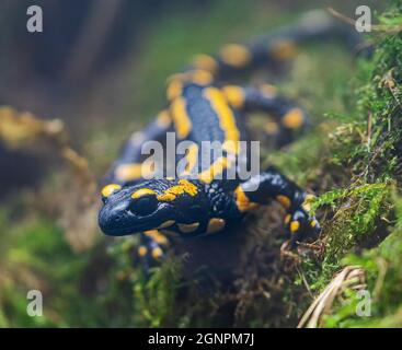 Nahaufnahme eines Feuersalamanders (Salamandra salamandra) Stockfoto