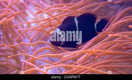 Nahaufnahme eines Maroon-Clownfisches (Premnas biaculeatus) in einer Blasenanemone Stockfoto