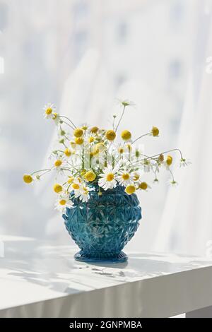 Gänseblümchen Vase blau auf einem weißen Tisch. Schöne helle Sommer Stillleben mit wilden Blumen. Ein Geschenk für einen Geburtstag, Jahrestag, Mutter. Helles Sonnenlicht Stockfoto