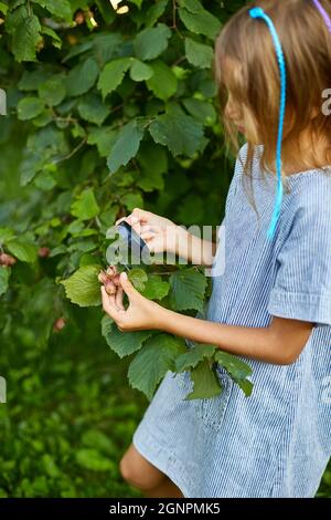 Die Hand eines Kindes, kleines Mädchen , halten und durch Lupe auf Haselnussbaum in ihrem Hinterhof, Kindheit Lifestyle-Konzept, Bildung, Stockfoto