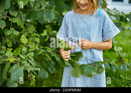 Die Hand eines Kindes, kleines Mädchen , halten und durch Lupe auf Haselnussbaum in ihrem Hinterhof, Kindheit Lifestyle-Konzept, Bildung, Stockfoto