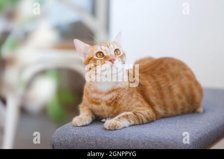 Ingwer Kat. Schöne junge Ingwerkatze, die in einem Haushalt auf einem Holztisch liegt und nach oben blickt. Selektiver Fokus, Kopierbereich Stockfoto