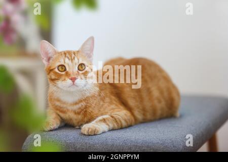 Schöne gestreifte Ingwer Katze sitzt bequem auf einem Stuhl und starrt. Selektiver Fokus, Kopierbereich Stockfoto