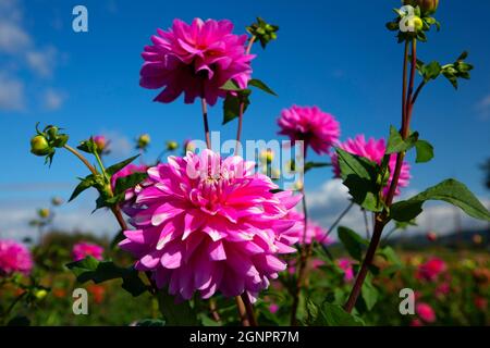 Rosa karierte Dahlie, Swan Island Dahlien Canby, Oregon Stockfoto