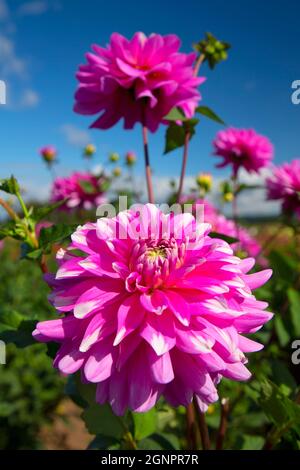 Rosa karierte Dahlie, Swan Island Dahlien Canby, Oregon Stockfoto