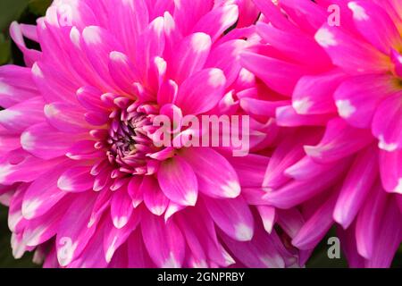 Rosa karierte Dahlie, Swan Island Dahlien Canby, Oregon Stockfoto