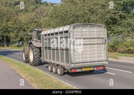 Blue New Holland Farm Traktor auf offener Landstraße, zieht Vieh / Vieh Anhänger bergab. Das Modell ist New Holland TM125. Stockfoto