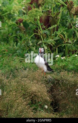 Vertikale Aufnahme von zwei Möwen auf dem Hügel nahe dem Meer in Island, die Wurm fressen Stockfoto