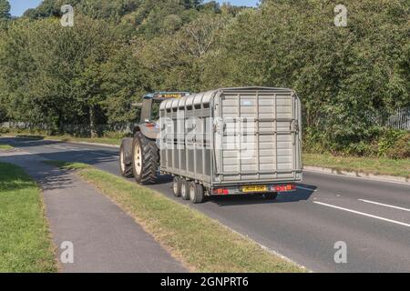 Blue New Holland Farm Traktor auf offener Landstraße, zieht Vieh / Vieh Anhänger bergab. Das Modell ist New Holland TM125. Stockfoto