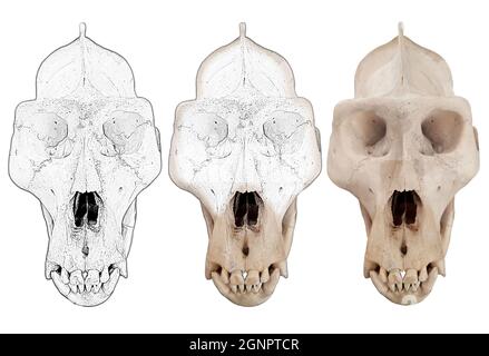 Gorilla-Schädel. Foto mit Affenknochen. Stockfoto