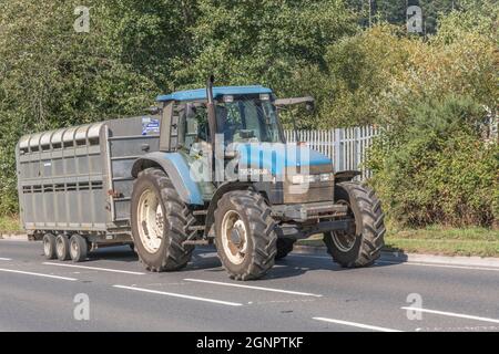 Blue New Holland TM125 Traktor auf offener Landstraße, zieht Vieh / Vieh Anhänger bergauf. New Holland ist ein amerikanisches Unternehmen. Stockfoto