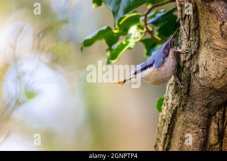 Nuthatch (Sitta europaea) sammelt Blätter für den Nestbau Stockfoto