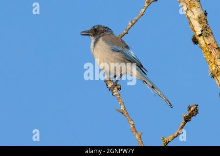 California Scrub-Jay (Aphelocoma californica), Ankeny National Wildlife Refuge, Oregon Stockfoto