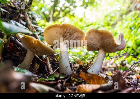 Täubling, auch bekannt als Birke-Brittlegill, wilde Pilze auf dem Waldboden in der Grafschaft Donegal, Irland Stockfoto