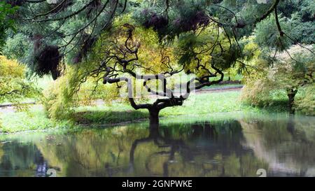 Landschaftlich schöner Blick auf einen Baum mit einem gewundenen Stamm. Reflexion im Wasser nach Regen auf der Straße. Japanischer Garten. Stockfoto