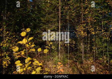 Herbstfarben. Landschaft. Mischwald. Bunte Blätter und Kräuter im Frühherbst. Stockfoto
