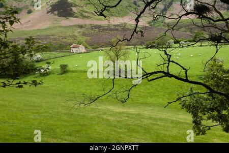 Blick über natürliche Depressionen mit Grasland, Schafen, Bäumen, Heidekraut und verwelkter Hütte in North York Moors im Frühjahr, Goathland, Yorkshire, Großbritannien. Stockfoto