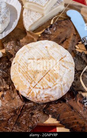 Geschmack der Provence, alte kleine Ziegenkäse Banon a la feuille in Kastanienblätter gewickelt und gebunden mit Bast, Frankreich Stockfoto