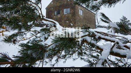 Schneebedeckte Zweige an einem jungen Kiefernbaum aus Schottland nach einem starken Schneefall Stockfoto