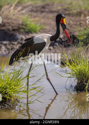 Sattelschnabelstorch (Ephippiorhynchus senegalensis) Stockfoto
