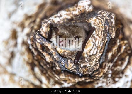 Kleine Mausohr-Fledermaus (Myotis blythii) brütet tagsüber in einem Felsen in einem Loch Stockfoto