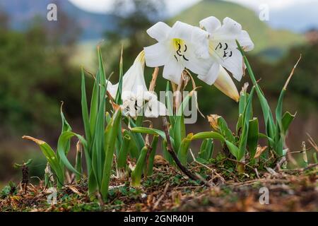 Swamplily - Crinum abyssinicum, eine wunderschöne, weiß blühende Pflanze aus den äthiopischen Wäldern, dem Harrena-Wald, den Bale-Bergen und Äthiopien. Stockfoto