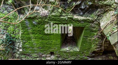 Degradation durch die Natur des keltischen Gebäudes, Verteidigungsturm, limerick, Irland Stockfoto