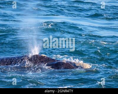 Südlicher rechter Wal (Eubalaena australis) bläst (atmet). Hermanus. Whale Coast. Overberg. Westkap. Südafrika Stockfoto