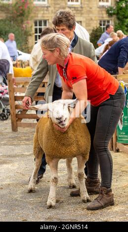 Masham, Yorkshire, Großbritannien 25. September 2021. Beurteilung von Schafen auf der Masham Sheep Fair, die jährlich im September auf dem Marktplatz stattfindet. Hochformat. Copyspace Stockfoto