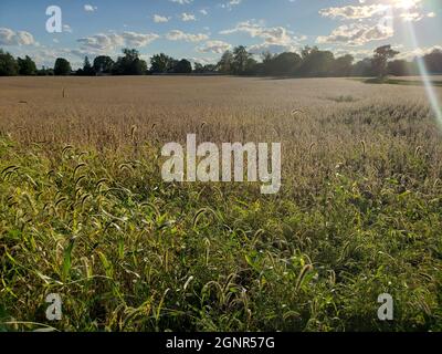 Nachmittag auf einem Farm Field Stockfoto