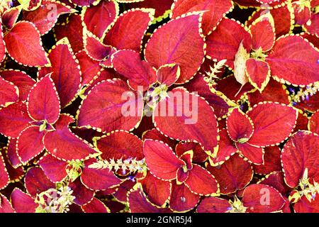 Leuchtend roter Coleus Hintergrund. Zierpflanze Coleus aus nächster Nähe Stockfoto